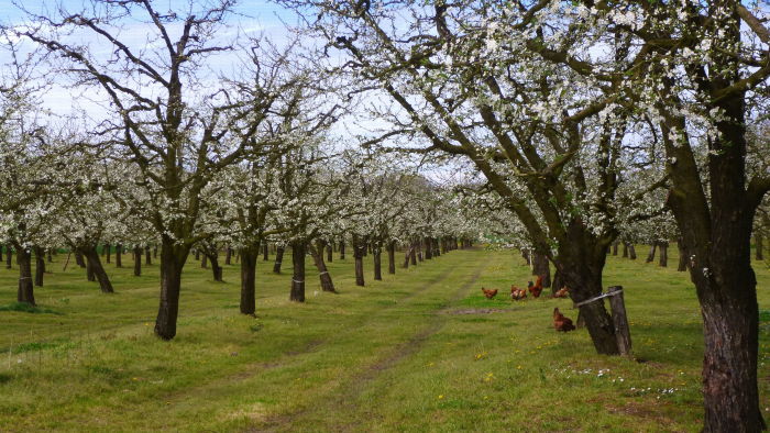 Vergers de prune d'Ente en Dordogne, floraison printemps 2016 - Avec coq et poules